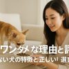 モグワン ダメな理由と評判の記事アイキャッチとして、日本人の女性が自宅で小型犬に餌を与える様子を16:9構図でリアルに表現した写真風の画像。温かく落ち着いた雰囲気で信頼感を演出。
