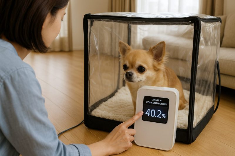 チワワが酸素室の中に入り、飼い主が酸素濃度計を操作して数値を確認している様子をリアルな写真風で描いた16:9構図の画像。明るいリビングで安全な酸素濃度をチェックする穏やかな場面。