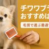 チワワがスリッカーブラシで優しくブラッシングされている様子を、自然光の中で撮影した横長16:9構図のリアル写真。毛質ケアをテーマにした記事のアイキャッチとして最適なイメージ。